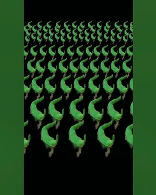 Worm Tampa